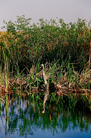 84694_EVERGLADES 33936__Azuley-R1-3A