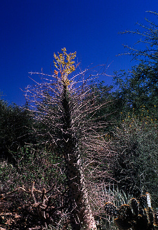 47898_B16_SL_COLOR_SANDS_NAT_MNT_TO_TREE-RIVER_FROM_HWY70_TO_HWY54N_NM_97_2020.jpg