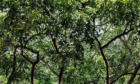 36264_DG_Color_North_America_Ixtapa_MexicoZV4N4968