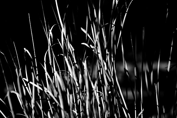 36425_DG_CALIFORNIA_USA_2007_ZV4N_4138-2