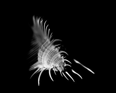 42427_FM_4X5_BW_MERUX_VENUS_COMB_FL_04_03