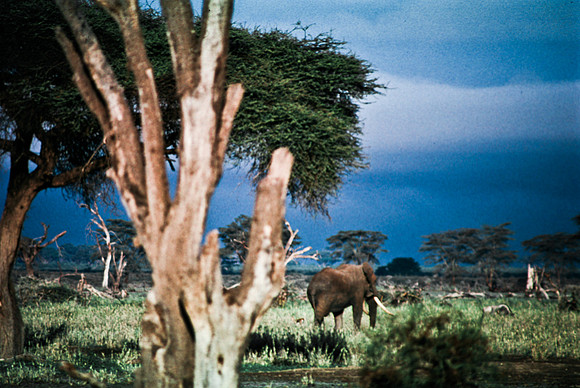 55395_SL_COLOR_ELEPHANTS_KILIMANJARO_KENYA_AFRICA_1989_8
