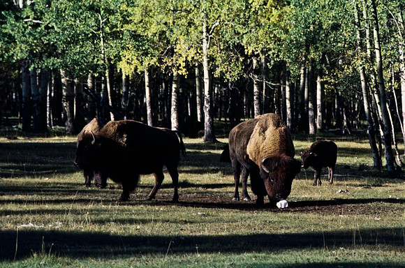 06824_B19_SL_COLOR_BISON_NAT_PARK_LAKE_LOUIS_VILLAGE_WS_97_10.jpg
