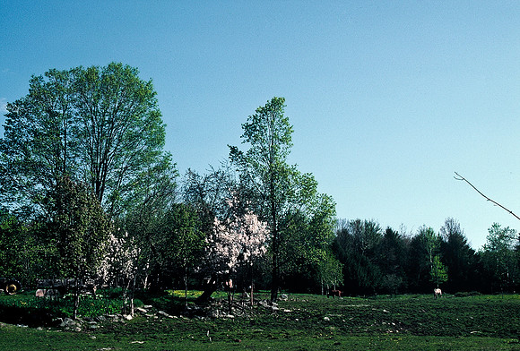 64036_B1_SL_COLOR_UP STATE_NY_86_07.jpg
