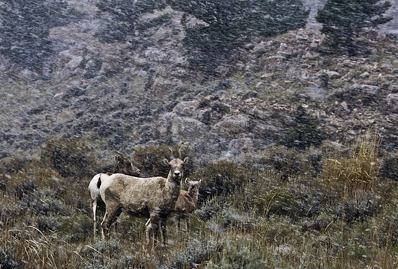 47350_B2_SL_COLOR_US_TOUR_ROCKY_MOUNTAINS_WY_97_09.jpg