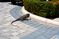 3876_DG_Cayman_Island_Caribbean_ZV4N0855