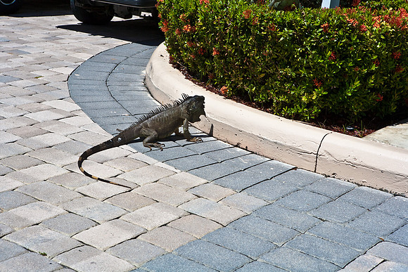 3876_DG_Cayman_Island_Caribbean_ZV4N0855