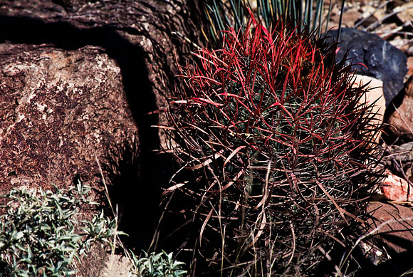 47898_B16_SL_COLOR_SANDS_NAT_MNT_TO_TREE-RIVER_FROM_HWY70_TO_HWY54N_NM_97_0707.jpg