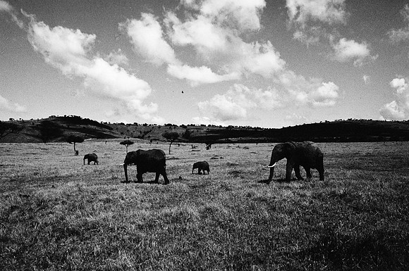 55392_SL_COLOR_ELEPHANTS_MASAI_KENYA_AFRICA_1989_11