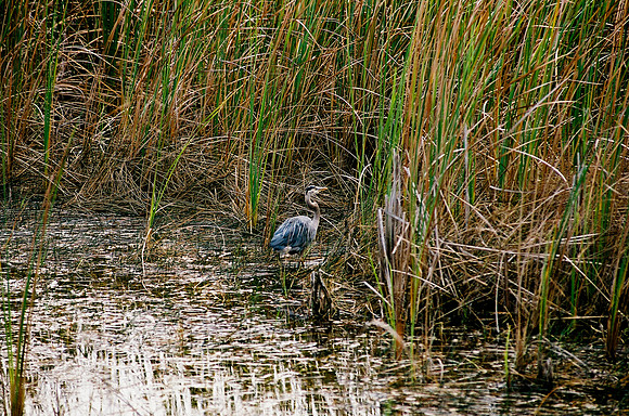 84694_EVERGLADES 33942__Azuley-R8-31
