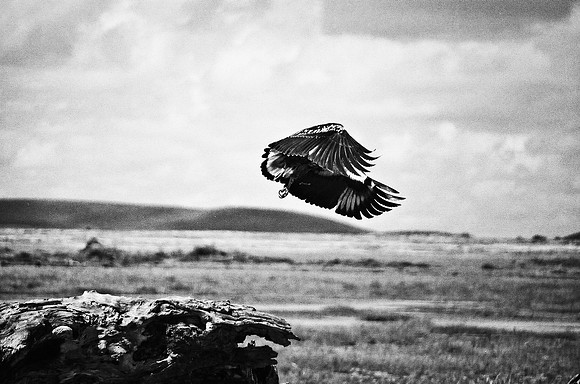 B3_82005_BW_194_New_Masa_Mara_Africa_89_30