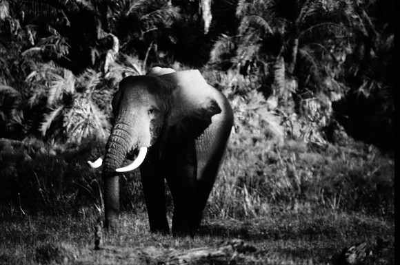 55395_SL_COLOR_ELEPHANTS_KILIMANJARO_KENYA_AFRICA_1989_11