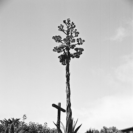 2371_FM_BW_SQ_CARMEL_MISSIONS_CA_02_6.jpg