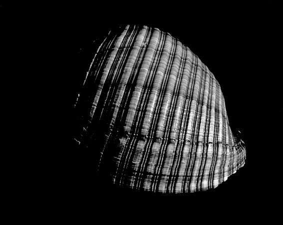 42450_A_FM_4X5_BW_GIANT_TUM_SHELLS_FL_04_07.jpg