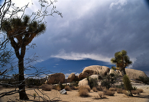 47912_B17_SL_COLOR_JOSHUA TREE_CA_97_29.jpg