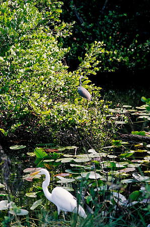 84694_EVERGLADES 33940__Azuley-R6-27A