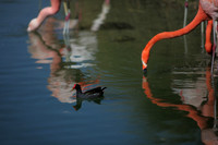 4975_DG_Fisher_Flamingos_Miami_FL_2010_IMG_0033