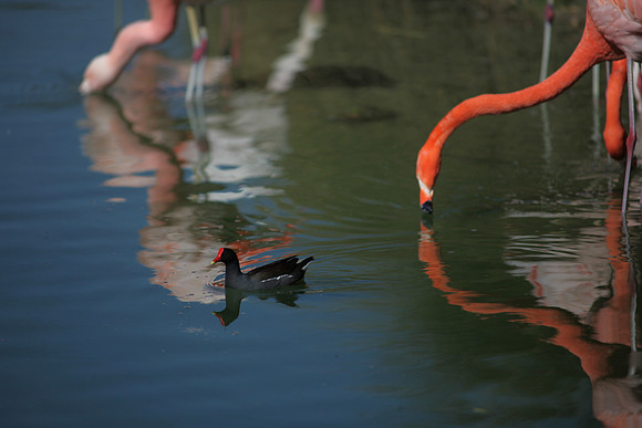 4975_DG_Fisher_Flamingos_Miami_FL_2010_IMG_0033