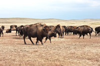 0044_North_Dacota_Fargo_to_South_Rapid_City_TO_CHEYENNE_5L8Y4173