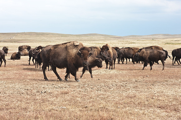 0044_North_Dacota_Fargo_to_South_Rapid_City_TO_CHEYENNE_5L8Y4173