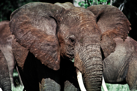 55394_SL_COLOR_ELEPHANTS_MASAI_KENYA_AFRICA_1989_1