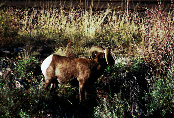47439_B5_SL_COLOR_TO_ROYAL_GORGE_TO_SALIDA_COLORADO_WY_97_09.jpg