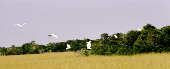 84694_EVERGLADES 33941__Azuley-R4-11A
