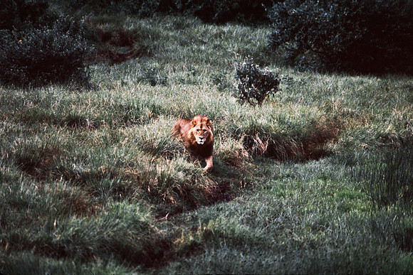 55458_SL_COLOR_LIONS_ABERDEN_KENYA_AFRICA_1989_17