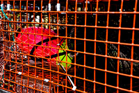 06581_ZV4N_0922_DG_COLOR_BASS_HARBOR_MAINE_ME_USA_2007_Costal_fishing_details