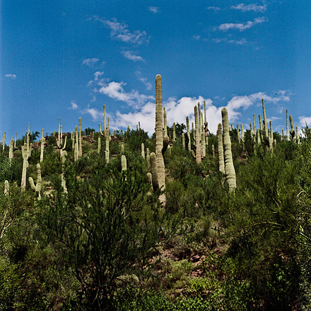 6013_FM_COLOR_TUCSON_AZ_05_8.jpg