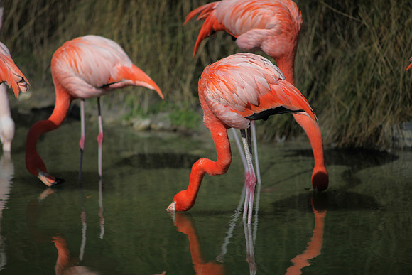 4975_DG_Fisher_Flamingos_Miami_FL_2010_IMG_0125