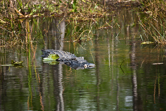2528_EVERGLADES_MIAMI_FLORIDA_200903016_5L8Y2867