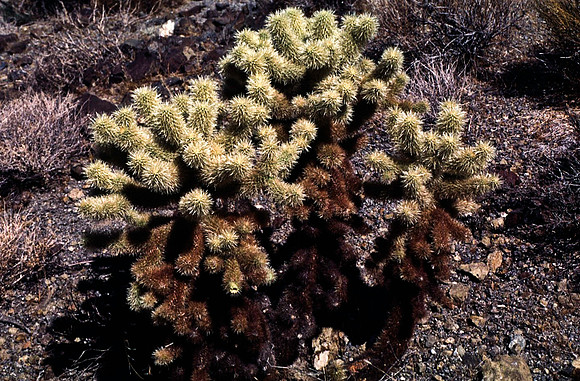47806_B13_SL_COLOR_ROUTE_66_AZ_97_5.jpg
