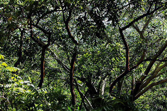 36264_DG_Color_North_America_Ixtapa_MexicoZV4N4962