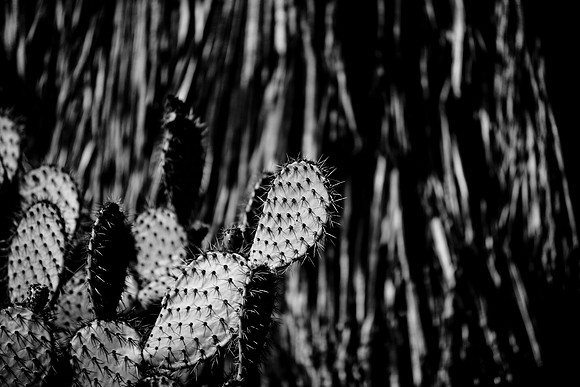 36425_DG_CALIFORNIA_USA_2007_ZV4N_4189-2