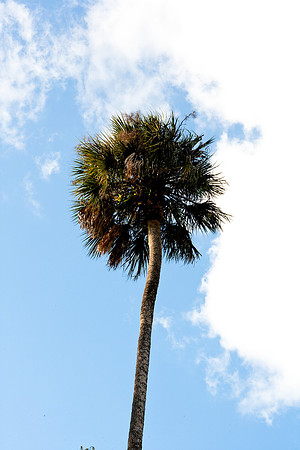 36203_DG_Color_USA_Osceola_County_Celebration_Town_FLZV4N7841-18