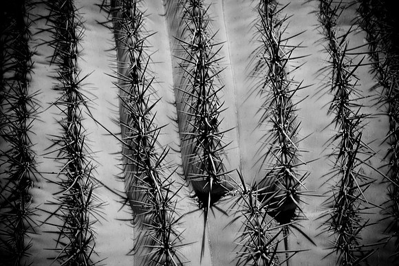 0031_La_Arizona_5L8Y5390