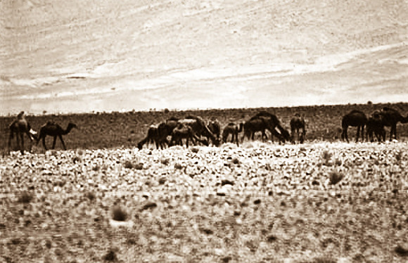 3198_SL_COLOR_RISSANI_MAROCCO_II_1998_9