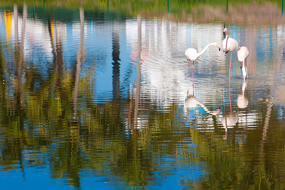 2903_DG_Fisher_Golf_Flamingos_Birds_5l8Y_2841