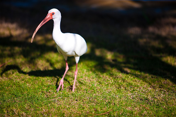2903_DG_Fisher_Golf_Flamingos_Birds_5l8Y_2802