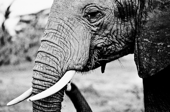 B3_82007_BW_194_New_Masa_Mara_Africa_89_15