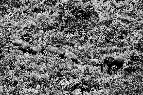 B3_82001_BW_194_New_Safari_Lion_Track_Africa_89_8