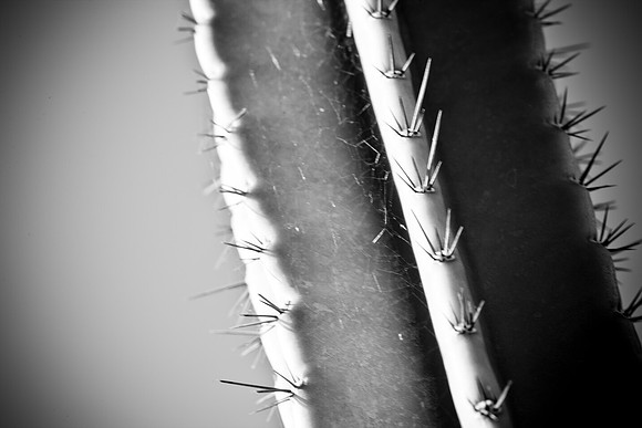0031_La_Arizona_5L8Y5179