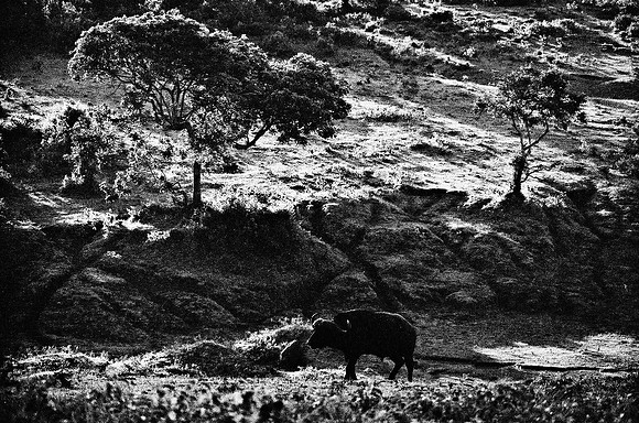 B3_82001_BW_194_New_Safari_Lion_Track_Africa_89_31