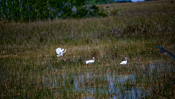 84673_ZV4N_1444_Everglades_Shark_Valley_FL_USA