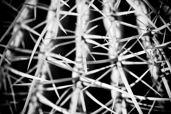 0031_DG_Cactus_Scottsdale_AZ_USA_2009_5L8Y5173