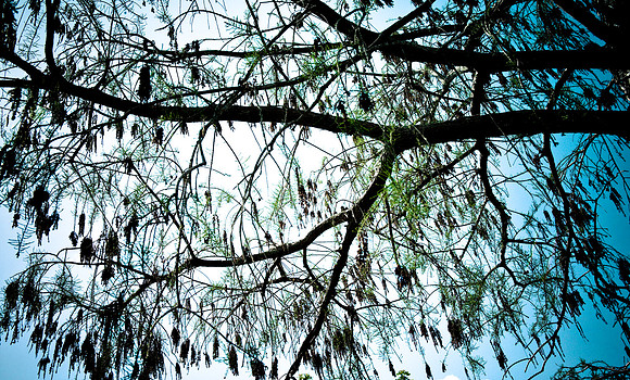 2527_EVERGLADES_MIAMI_FLORIDA_AOM_20090315__A0M1213