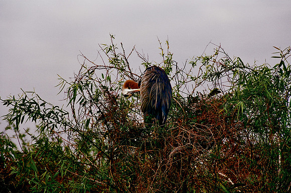 84694_EVERGLADES 33936__Azuley-R1-17A