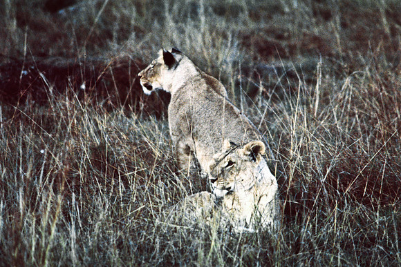 55464_SL_COLOR_LIONS_MASAI_KENYA_AFRICA_1989_3