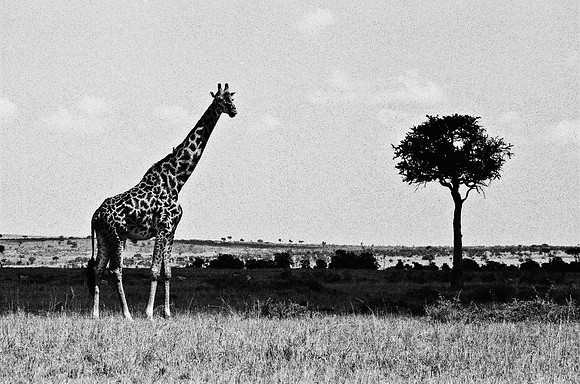 B3_82002_BW_194_New_Masai-Ballon_Africa_89_11